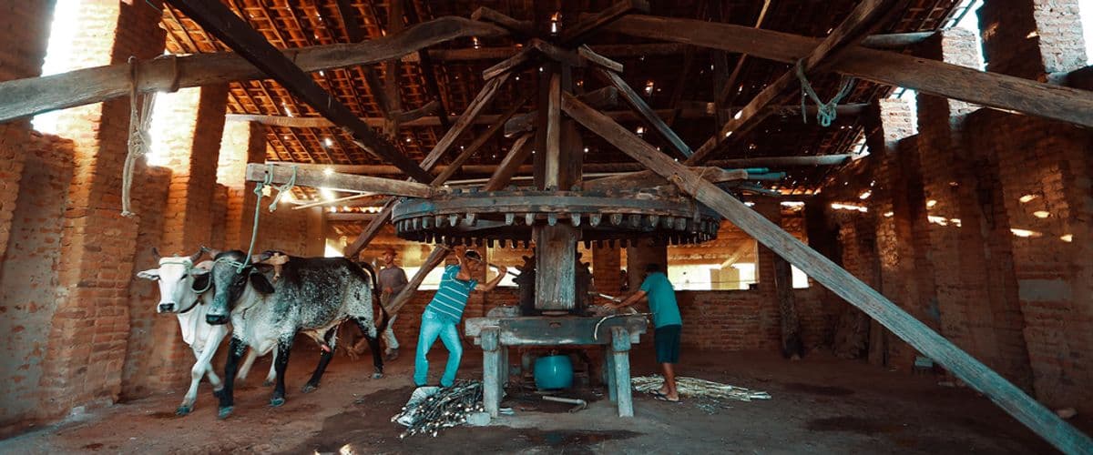 Cachaca de Alambique vs Industrial: Entenda a Diferenca